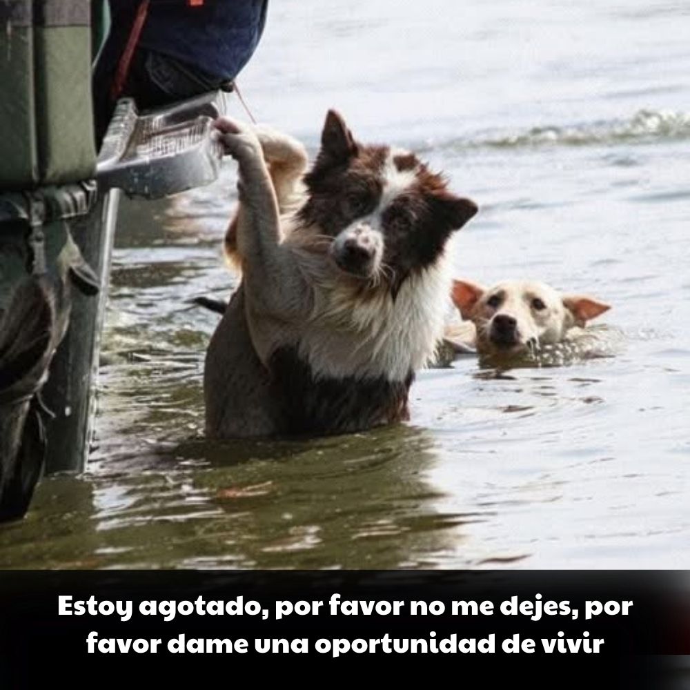 En medio de las fuertes aguas, los perros exhaustos se aferraban a la barca como si se aferraran a su última y frágil vida. Sus ojos húmedos y desesperados parecían suplicar: “Por favor, no nos abandonen”, una imagen desgarradora que conmovió a millones de personas .q