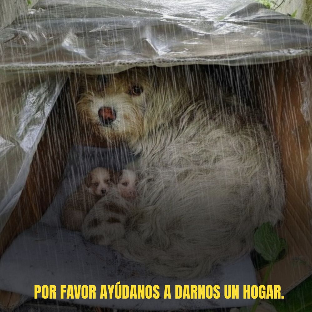 “Por más cansada que esté, sigo caminando… porque creo que en algún lugar allá afuera hay alguien que me amará a mí y a mis hijos.” .Ni