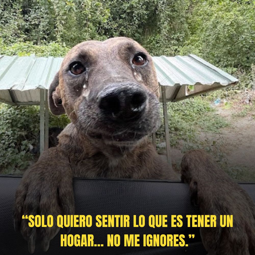 “La llanto invisible del perro resuena, implorando ser liberado del dolor.” .Ni