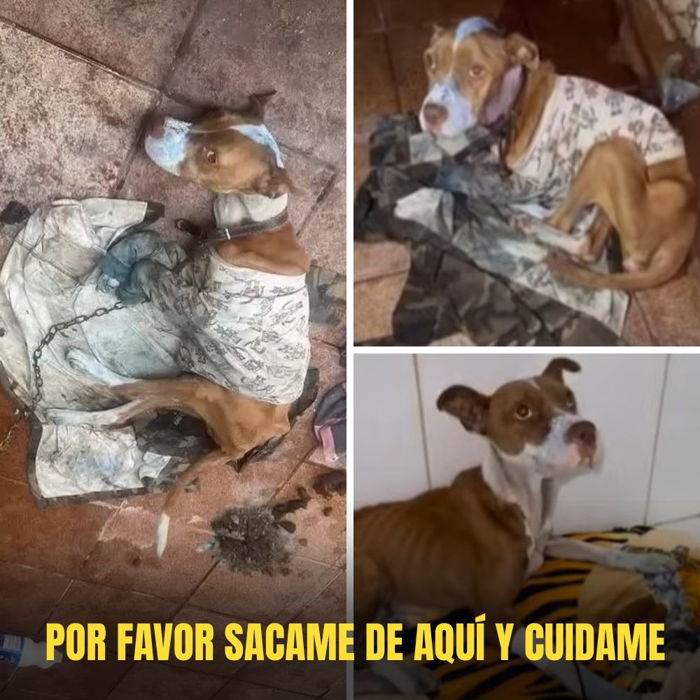 “El perro olvidado tras la cadena, desesperado en una casa abandonada, con ojos suplicantes que esperan, agotados, un milagro.” .Ni