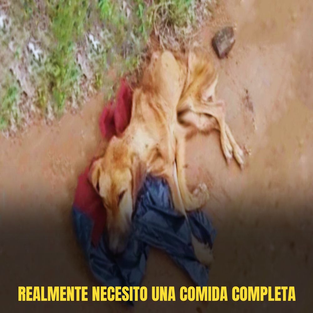 “Los ojos cansados se cierran poco a poco; el pobre perro se derrumba al borde del camino por el agotamiento y el hambre.” .Ni