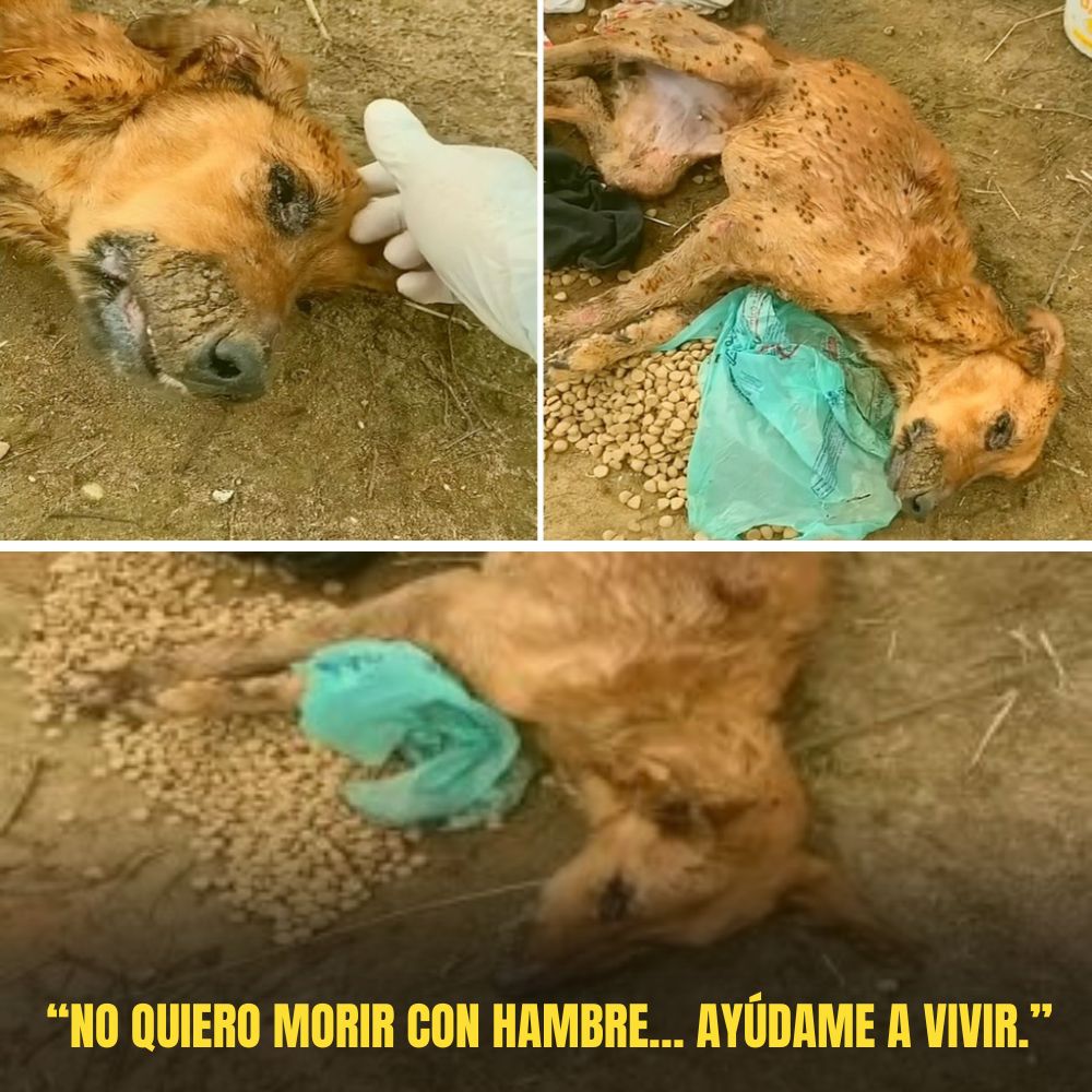 “La mirada perdida se va cerrando, con un cuerpo reducido solo a piel y huesos: el perro desdichado se derrumba en medio del duro camino de la vida.” .Ni