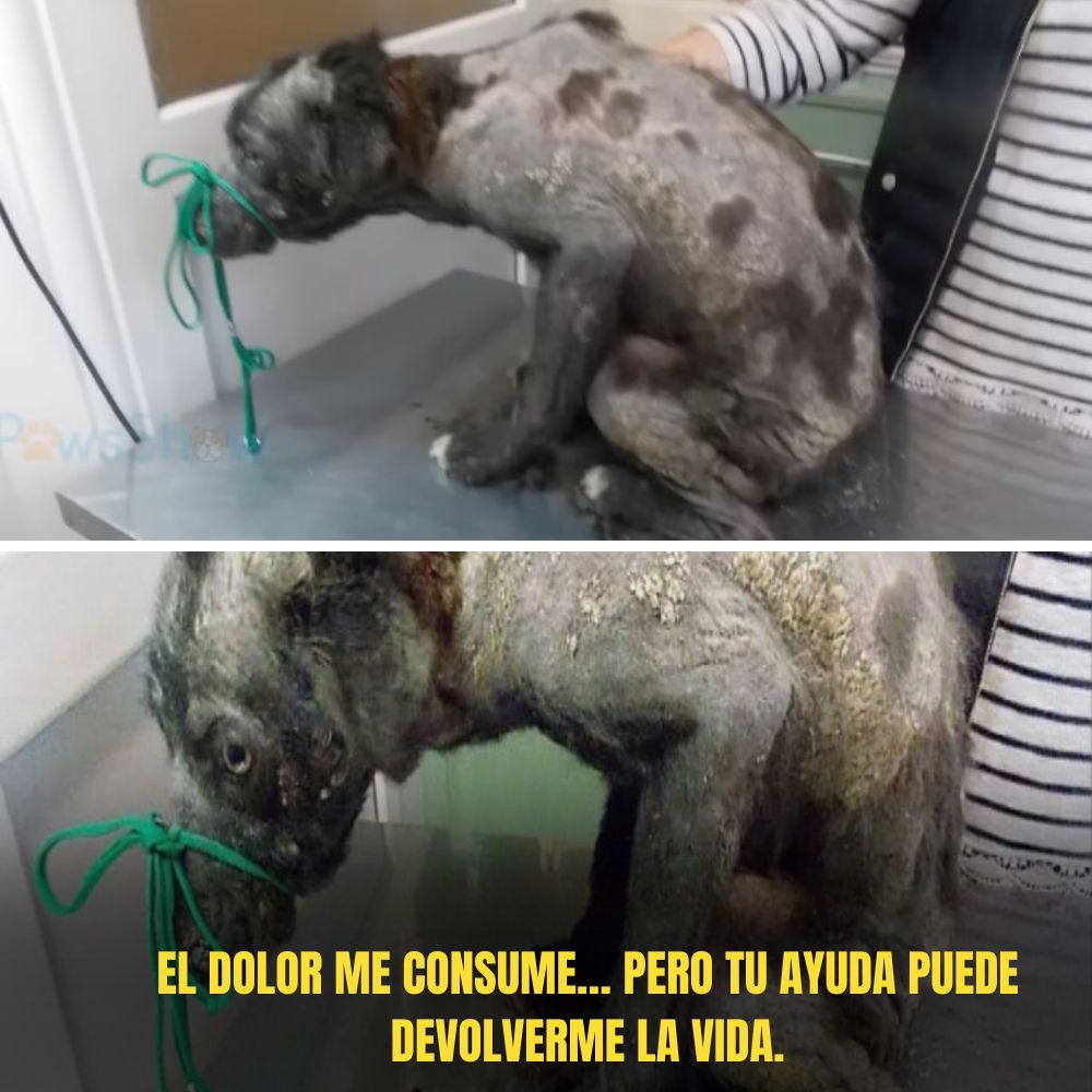 “El llanto sofocado por una cuerda, el perro cubierto de sarna deambula entre la indiferencia del mundo.” .ni