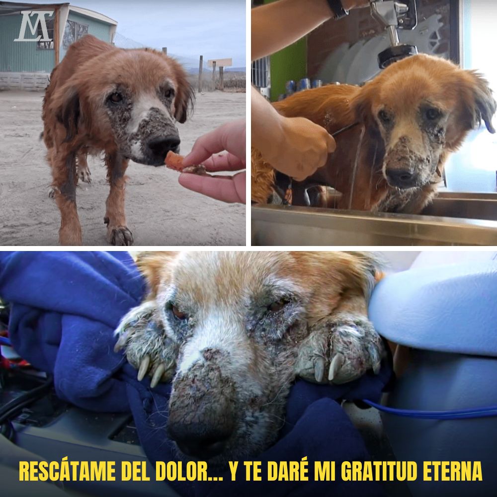 “El cuerpo tembloroso, la respiración entrecortada – el perro callejero fue salvado por un milagro que le devolvió la vida.” .Ni