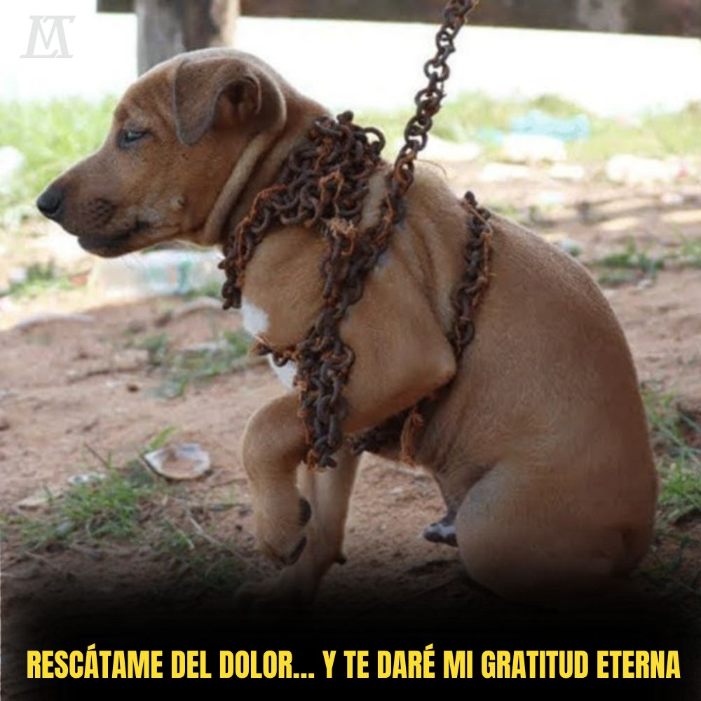 “La vida frágil atada a una cadena: cuerpo demacrado, corazón solitario, los ojos del perro imploran una mano que lo salve.” .Ni