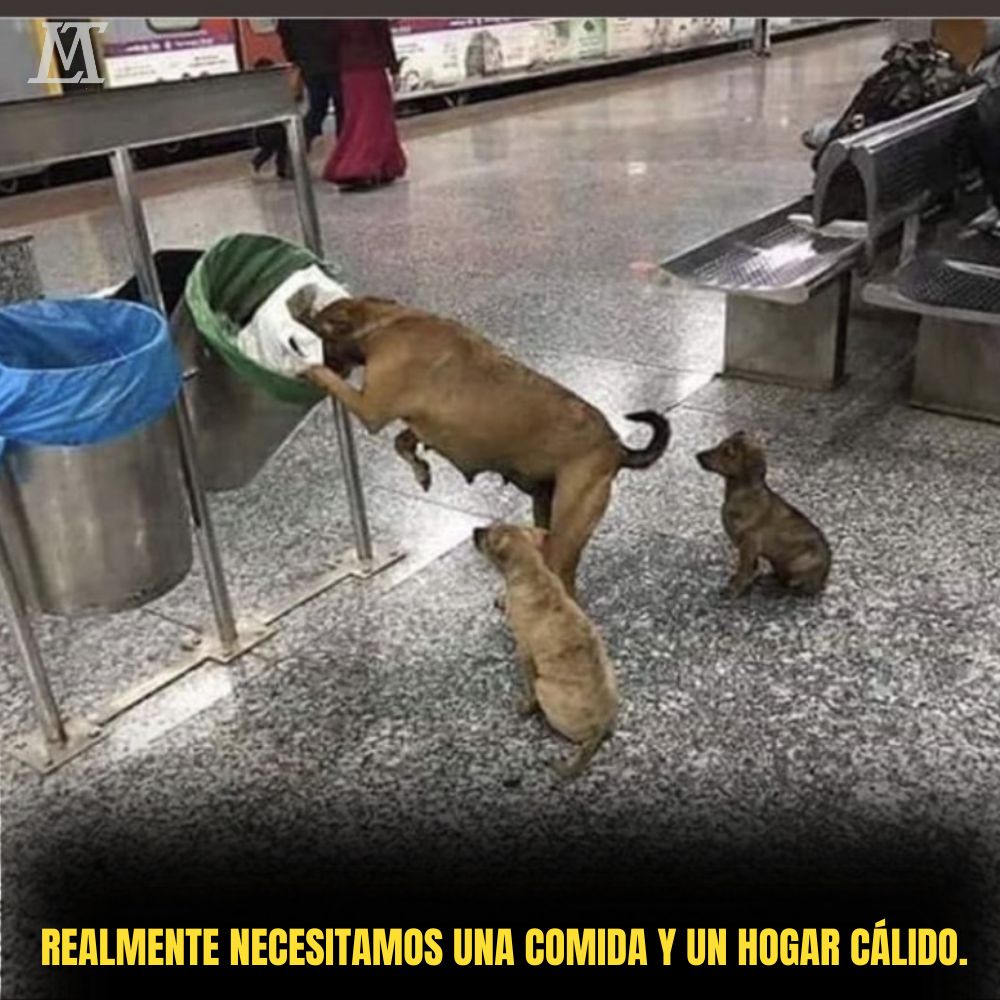 “En medio de la multitud, la perra madre camina con esfuerzo y valentía, guiando a sus cachorros en busca de alimento, en medio de un mundo indiferente.” .Ni