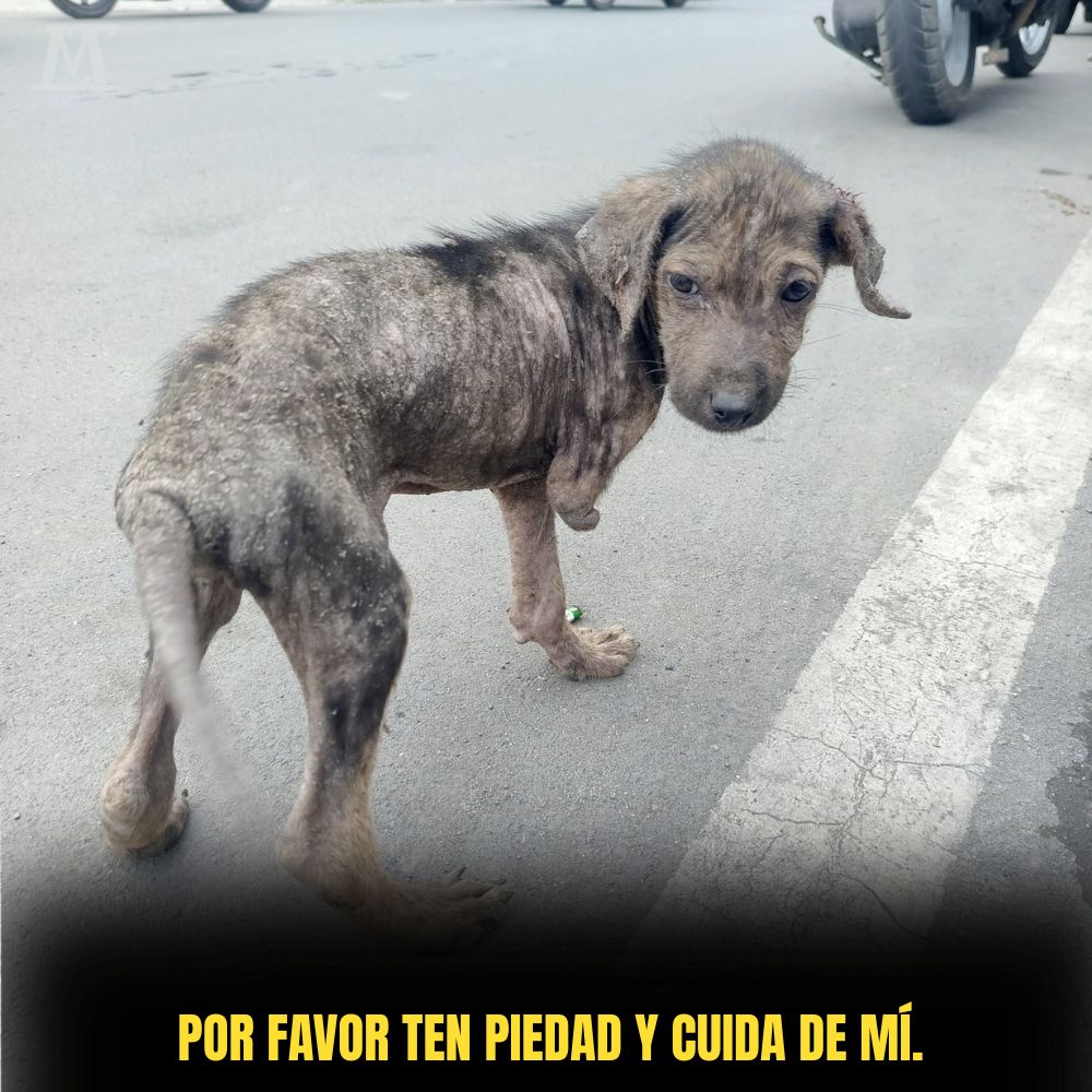 “Con pasos tambaleantes entre la multitud, el perro con sarna y amputado de una pata delantera lucha por sobrevivir en la ciudad, aún deseando amor y vida.” .Ni