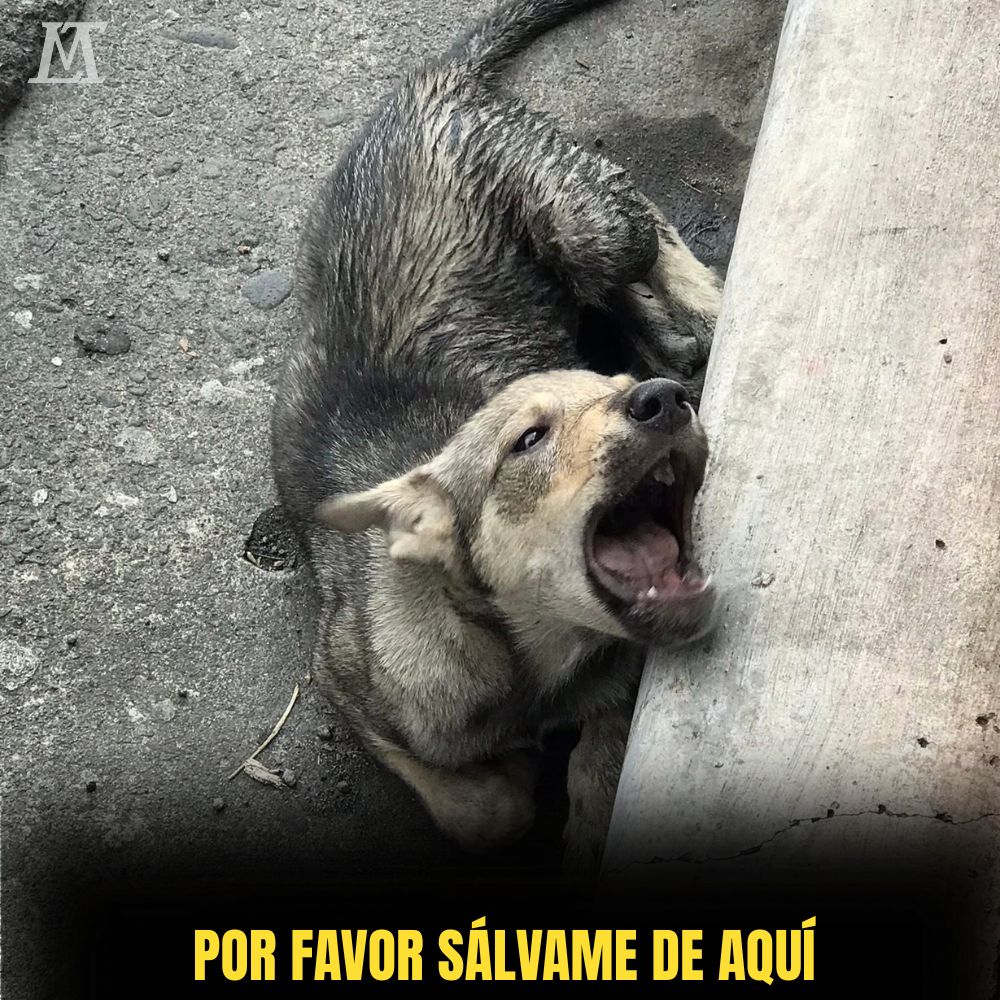 “El perro atrapado en la alcantarilla grita entre la indiferencia de los transeúntes; su cuerpo tiembla, agotado, deseando ser rescatado.” .Ni