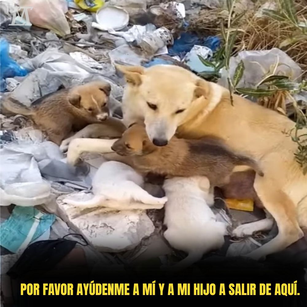 “En medio de la indiferencia del mundo, sin hogar ni refugio, la perra madre y sus cachorros desdichados deambulan entre la basura, luchando contra el hambre día tras día.” .Ni