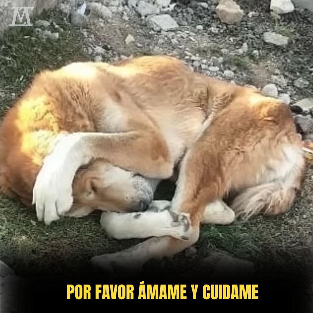 “Tendido inmóvil sobre la tierra seca, el perro desdichado lucha contra el hambre en el suelo frío, esperando una mano que lo rescate del hambre. .Ni