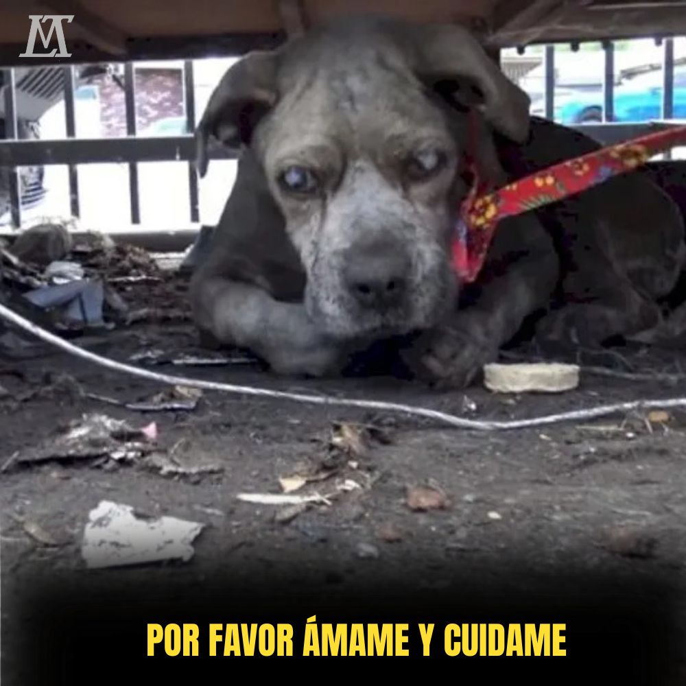 “Con ojos suplicantes y cuerpo flaco, el pequeño perro desdichado, exhausto, implora por su vida.” .Ni