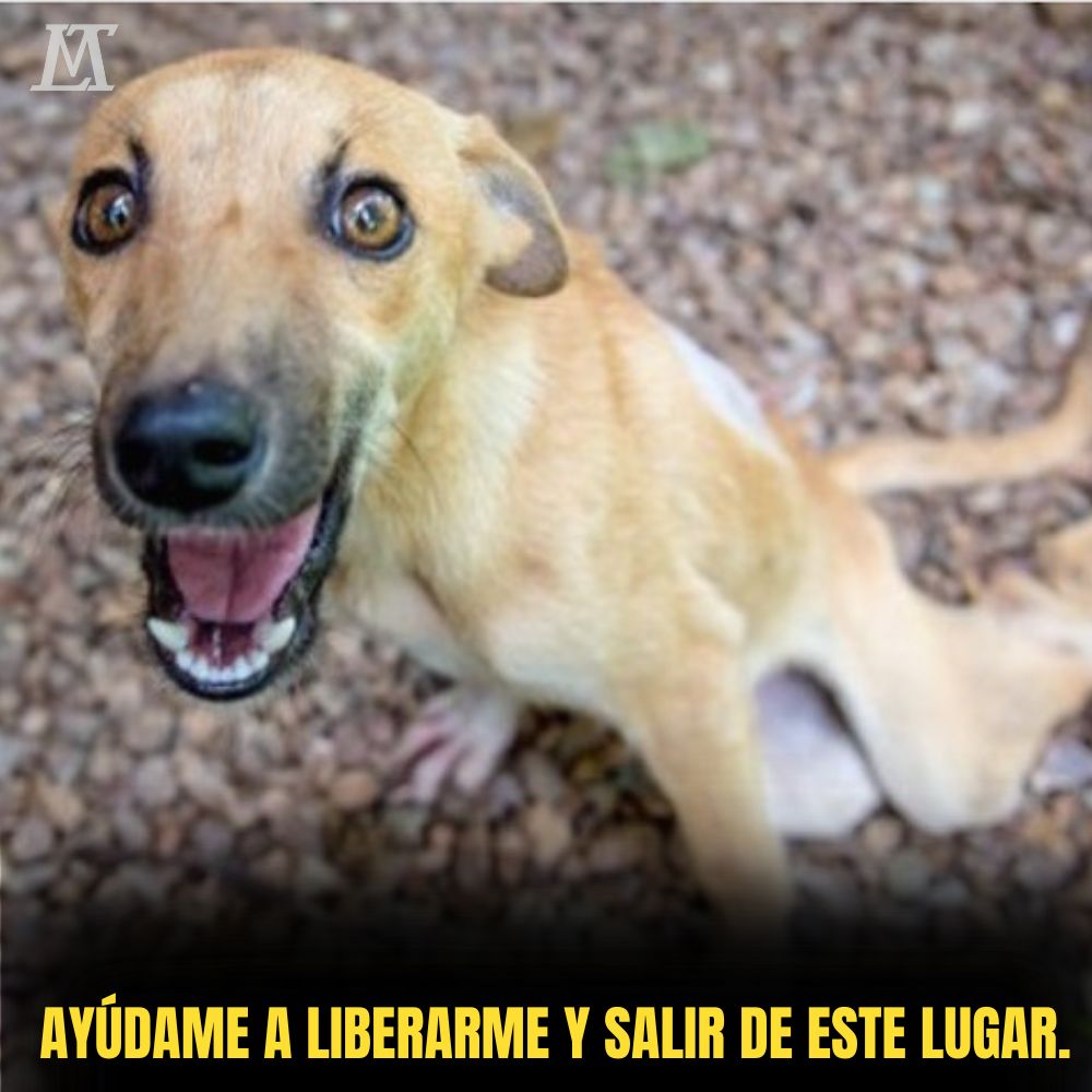 “Con las patas traseras inútiles y la mirada suplicante, el perro, víctima de maltrato hasta quedar paralizado, grita y clama por ayuda.”. Ni