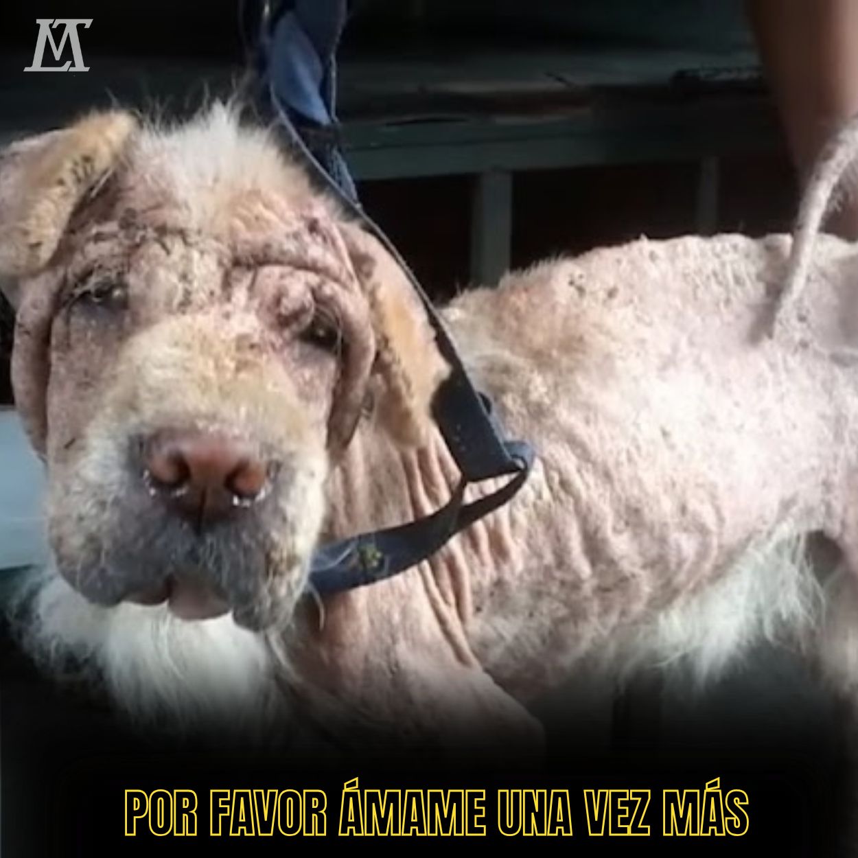 “Con la mirada desesperada y los pasos temblorosos, el perro con sarna camina agotado en busca de un hogar.” .Ni