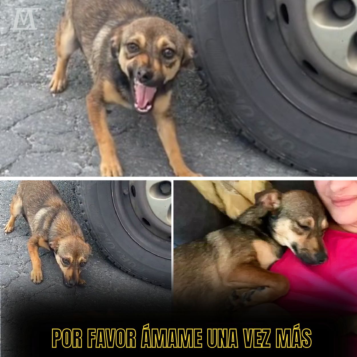 “Tanto tiempo anhelando amor, y ahora solo queda el pánico: el perro desdichado tiembla de miedo al ver a los humanos.” .Ni