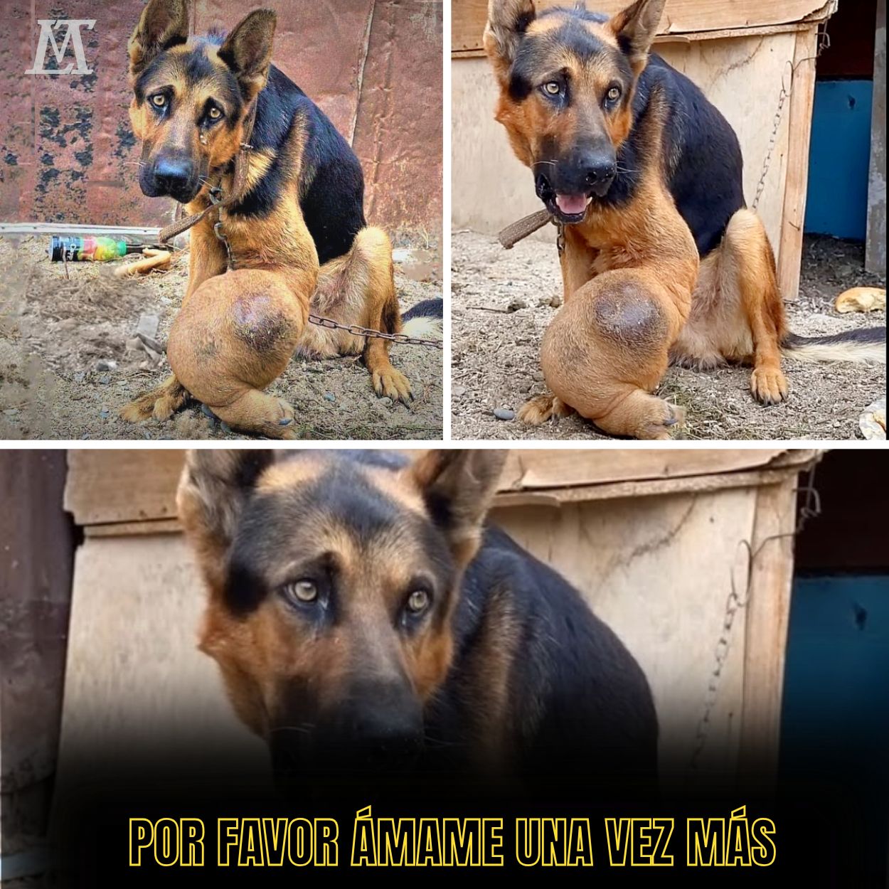 El tumor cruel le arrebató la fuerza, pero no pudo apagar la esperanza de vivir en los ojos del perro.”  .NI