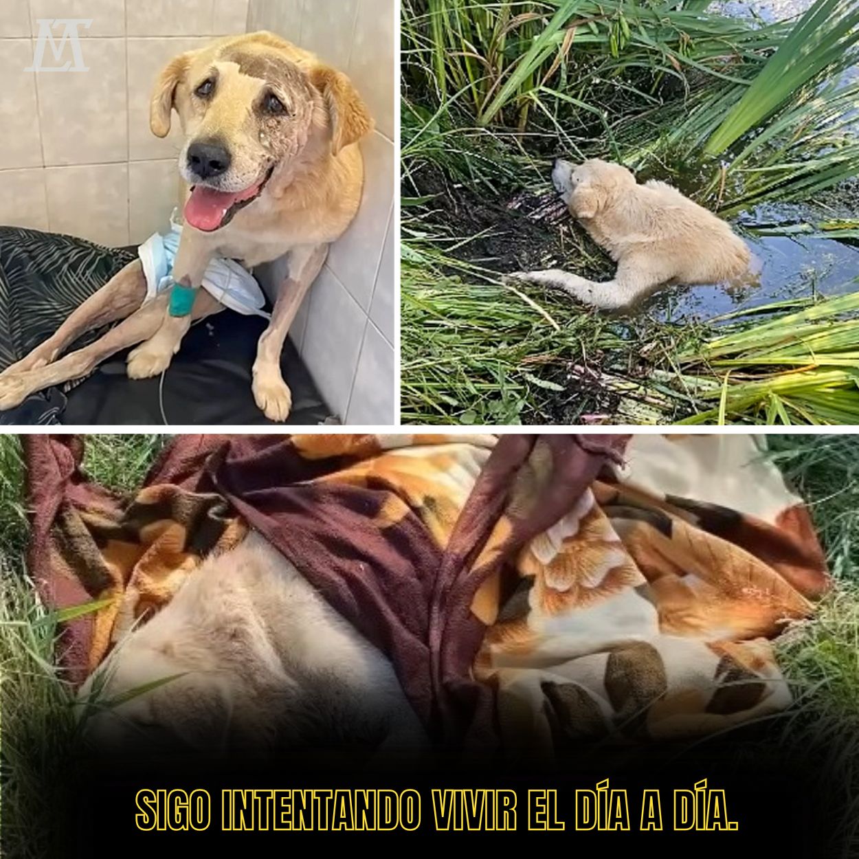 “Las lágrimas corren por su rostro, pero el pequeño perro sigue luchando con valentía contra la cruel enfermedad.” .Ni