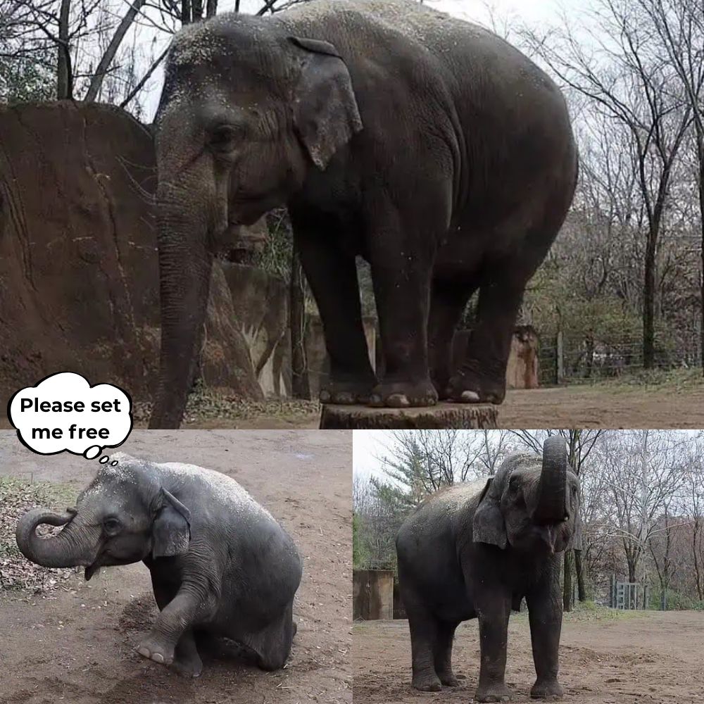 “Please set me free…” Once a powerful symbol of freedom and strength in the wild, now only a lonely and desperate life remains – the elephant is imprisoned alone in the darkness, he is in pain, broken with the hope of one day being freed to live more freely than ever .q