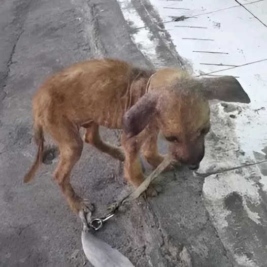 Encadenado y Olvidado: Perro Lucha Contra el Hambre y la Desesperación. 8386