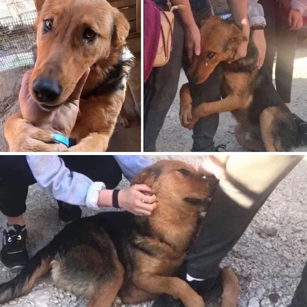 Desde los ojos perdidos de un vagabundo hasta la cálida mirada de un miembro de la familia: el conmovedor viaje de un perro callejero hacia la adopción. .