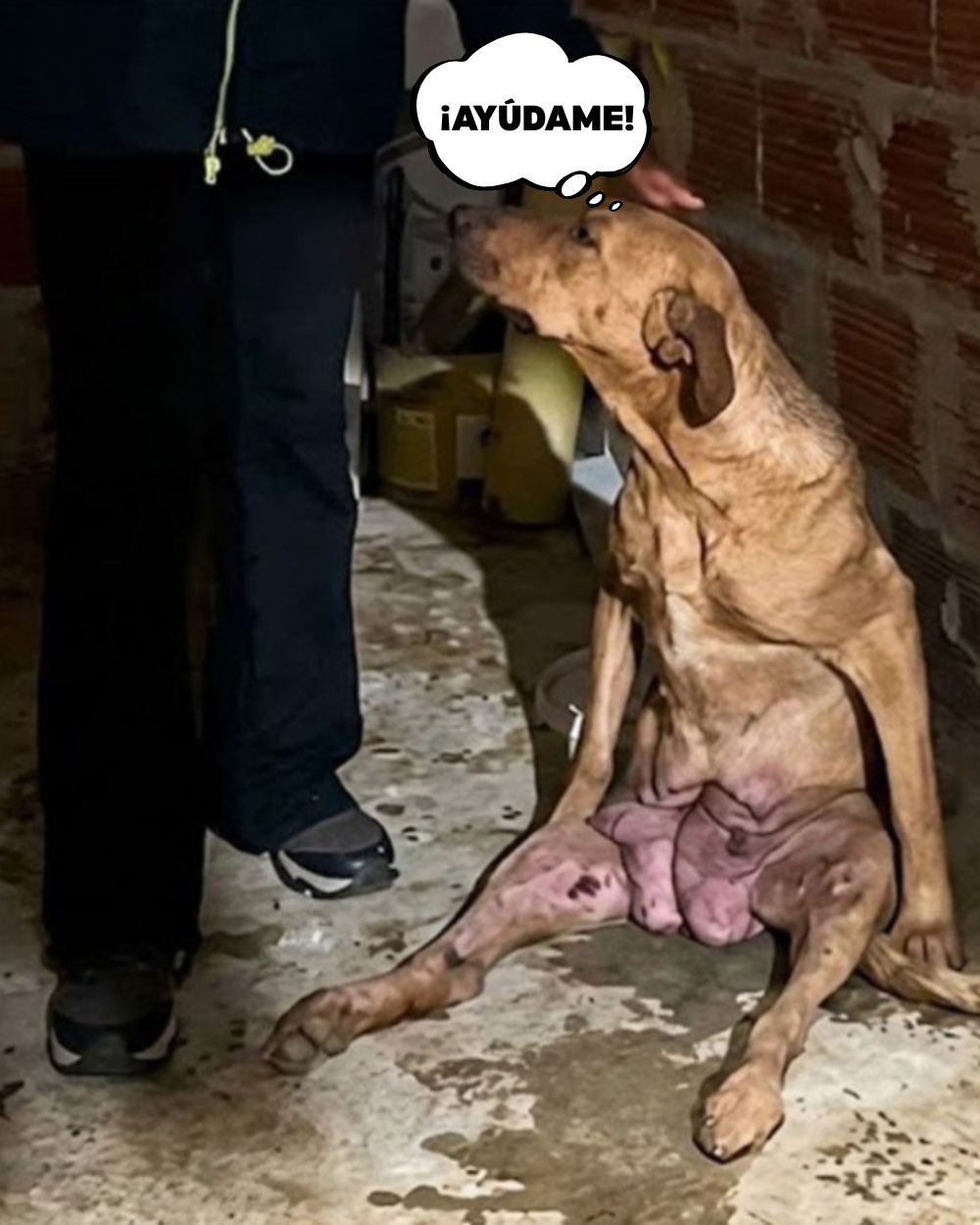 “Abandonado en Medio de una Vida Fría y Despiadada: Un Perro Inocente, Solo y Perdido, Esperando en Silencio a un Dueño que Nunca Volverá”