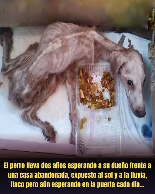 En la vieja casa cubierta por el polvo del tiempo, el perro sigue sentado frente a la verja oxidada cada día. Han pasado dos años, el sol le quema la piel, la lluvia es fría, y aún así sigue esperando obedientemente a su dueño. Con cada paso desconocido, sus orejas se alzan, su cola tiembla levemente, sus ojos se iluminan con esperanza y luego se oscurecen gradualmente cuando la persona desaparece. Su pelaje está desaliñado, su cuerpo delgado, solo su corazón sigue latiendo con una fe inquebrantable… Entonces, una tarde, los pasos finalmente se detienen frente a la verja… El momento del reencuentro que hace llorar a millones de personas acaba de suceder…  8386